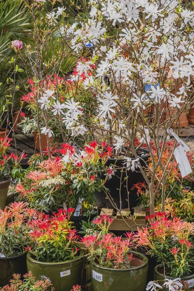 Mercado das flores — Fotografia de Stock