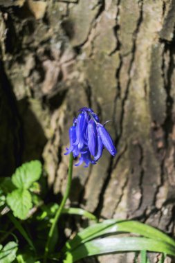 Bluebells ahşap