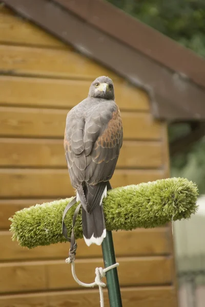 Falcon — Stock Photo, Image