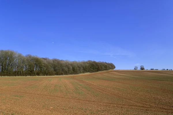 Field — Stock Photo, Image