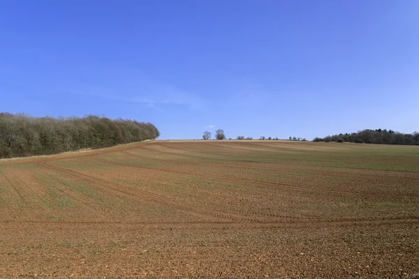 Field — Stock Photo, Image