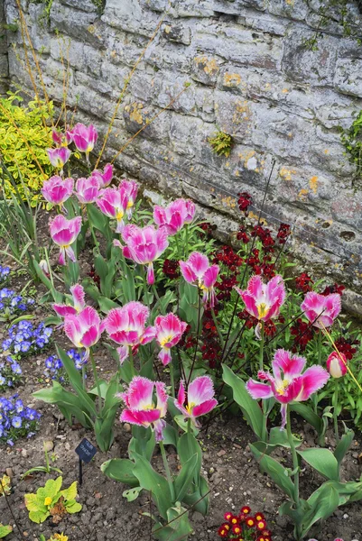 Tulipanes rosados en el jardín — Foto de Stock