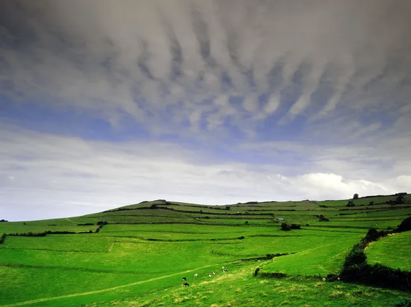 Campo — Foto Stock