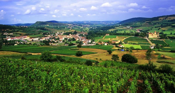 Weinberge — Stockfoto