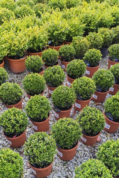Coniferous garden plants being sold in plant nursery — Stock Photo, Image