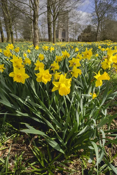 Žlutý Narcis kytice rostoucích volně v přírodě. — Stock fotografie