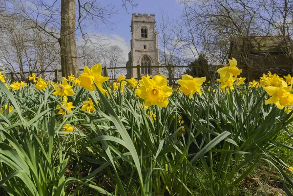 Giallo narciso fiori selvatici che crescono selvatici in campagna . — Foto Stock