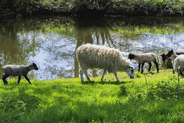 Schafsfamilie auf Gras — Stockfoto