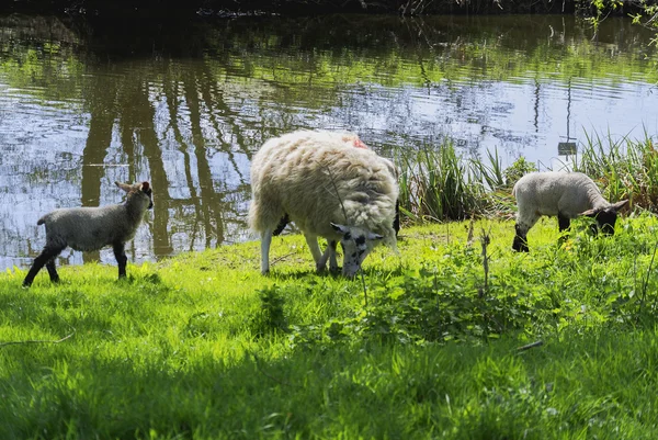 Schafsfamilie auf Gras — Stockfoto