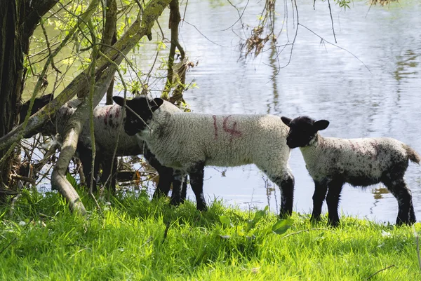 Schafsfamilie auf Gras — Stockfoto
