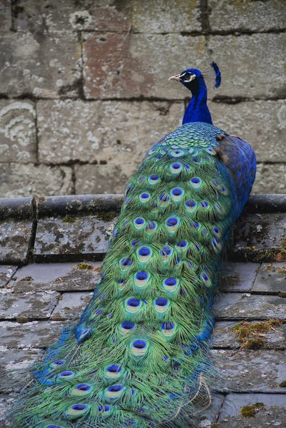 En manlig peacock fågel med färgglada fjädrar — Stockfoto