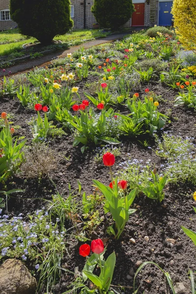 Vilda blomsterträdgård med tulpaner med morgon solljus — Stockfoto