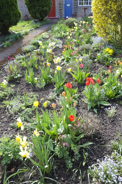 Vilda blomsterträdgård med tulpaner med morgon solljus — Stockfoto