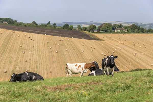 Cattle — Stock Photo, Image