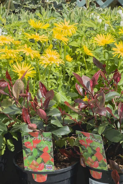 Outdoor flower market — Stock Photo, Image