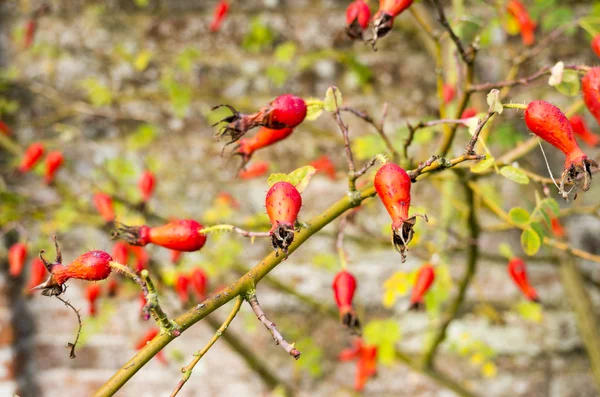 Alter ummauerter elizabetischer Garten — Stockfoto