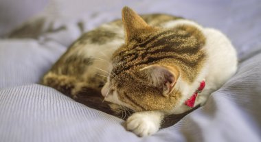 kedi yatakta uyuyor.