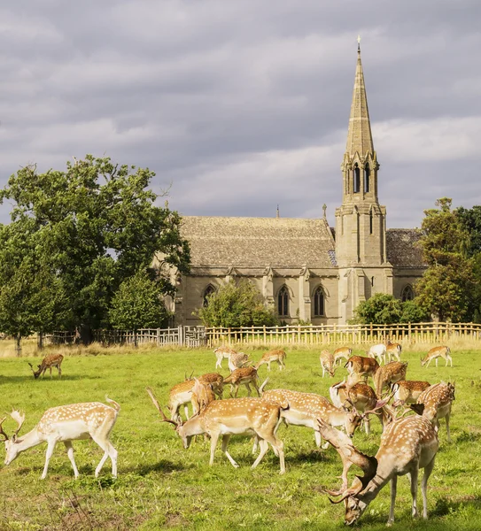 Deers herd grazing — Stock Photo, Image