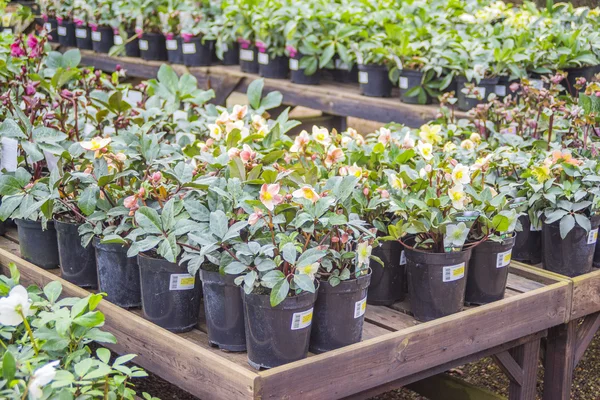 Young plants — Stock Photo, Image