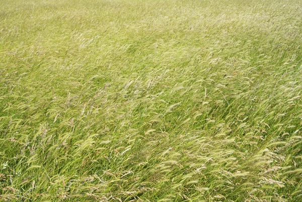 Field in the countryside — Stock Photo, Image