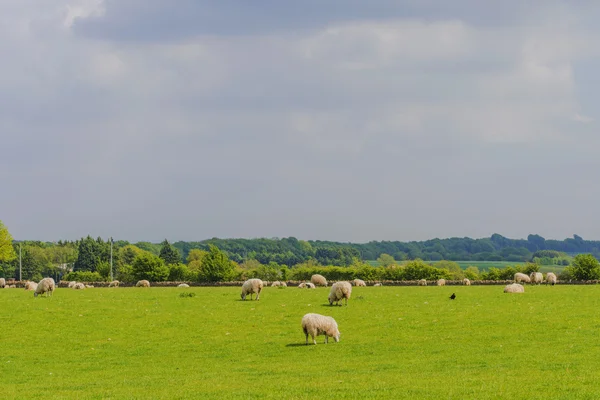 Πρόβατα σε αγρό — Φωτογραφία Αρχείου