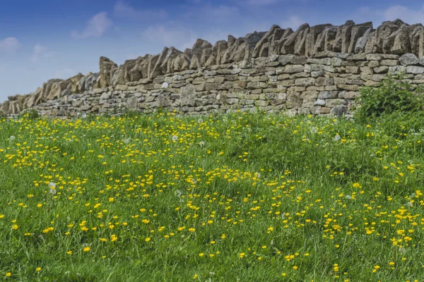 Un campo in campagna — Foto Stock