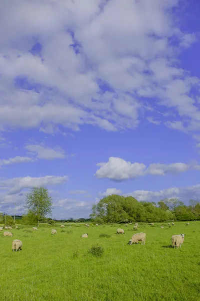 Moutons dans un champ — Photo