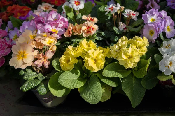 Virágok Növények Kert Központja Anglia — Stock Fotó