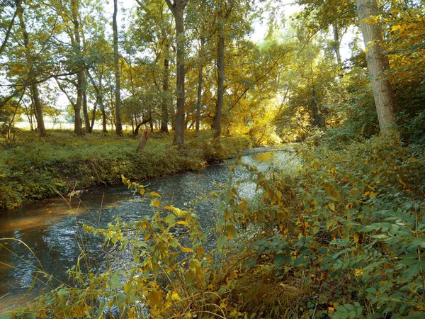 Rostliny Květiny Okrasné Zahrady Majestátný Domov England Kašel Soud Warwickshire — Stock fotografie