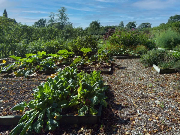 Plantes Fleurs Jardins Ornementaux Majestueux Domicile Royaume Uni Coughton Court — Photo