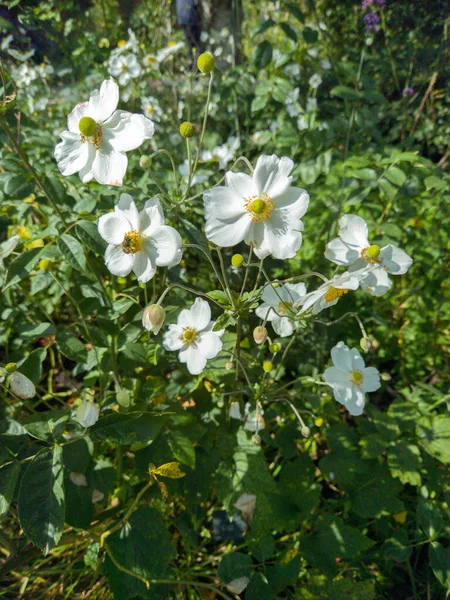 Planten Bloemen Siertuinen Statig Huis Engeland Verenigd Koninkrijk Coughton Court — Stockfoto