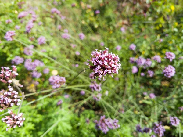 Çiçekler Bitkiler Ngiltere Nin Görkemli Bahçeleri Wickshire Öksürük Sarayı — Stok fotoğraf