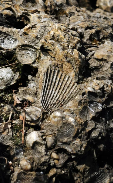 Ancient fossil of mollusks and shells — Stock Photo, Image