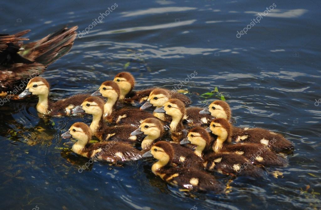 Mother And Cute Baby Ducks Stock Photo Ftlaudgirl 12513948