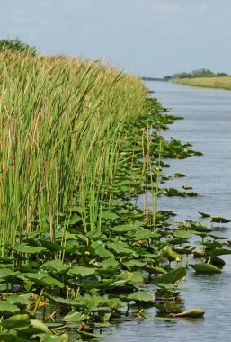 yeşillikler ve nehir manzaralı görünüm