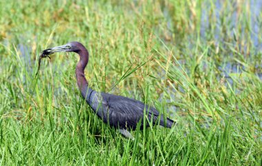 kerevides yemek küçük mavi balıkçıl kuş kapatmak