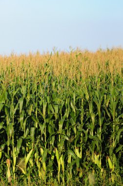 Mavi gökyüzü karşı cornstalks