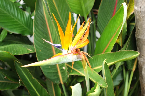 Birds of paradise tropical flower — Stock Photo, Image