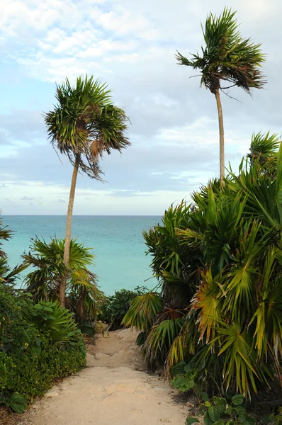 Pad met palmbomen en Oceaan — Stockfoto