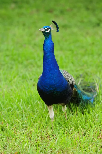 Peacock utomhus på sommaren — Stockfoto