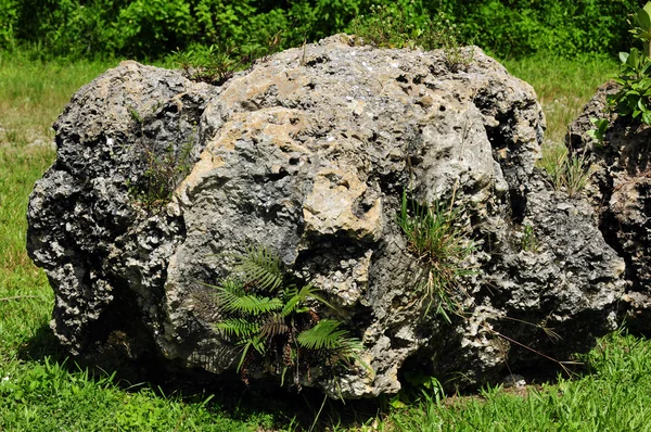 Große antike Korallenfossilien — Stockfoto