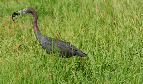 Pequena garça azul pássaro comendo lagostins — Fotografia de Stock