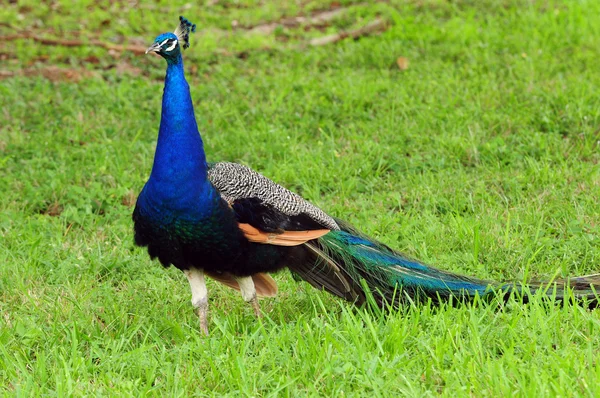 Peacock utomhus — Stockfoto