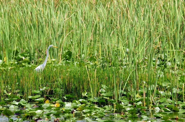 Grande Egret (Great White Heron ) — Fotografia de Stock