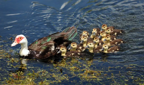 Şirin Bebek hayvanlar — Stok fotoğraf