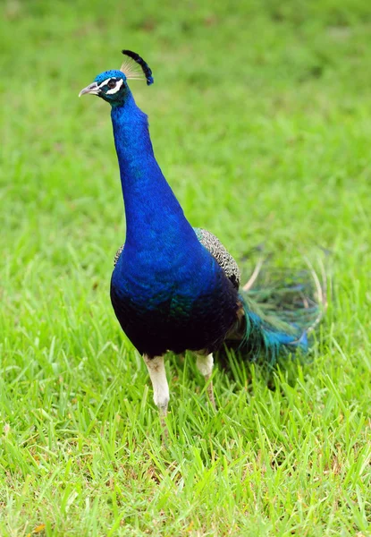 Peacock utomhus på sommaren i naturliga livsmiljöer — Stockfoto