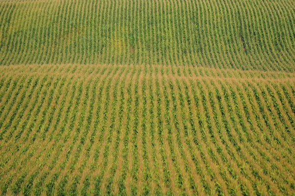 Rijen van maïs op een boerderij — Stockfoto