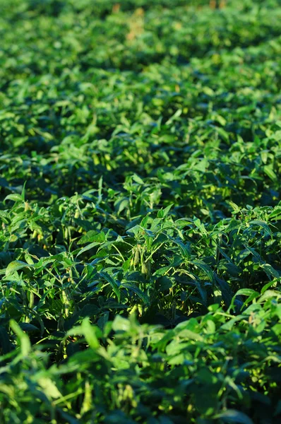 Sojabonen groeien op een boerderij — Stockfoto