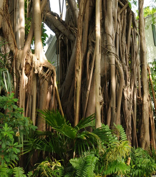 Banyan tree — стокове фото