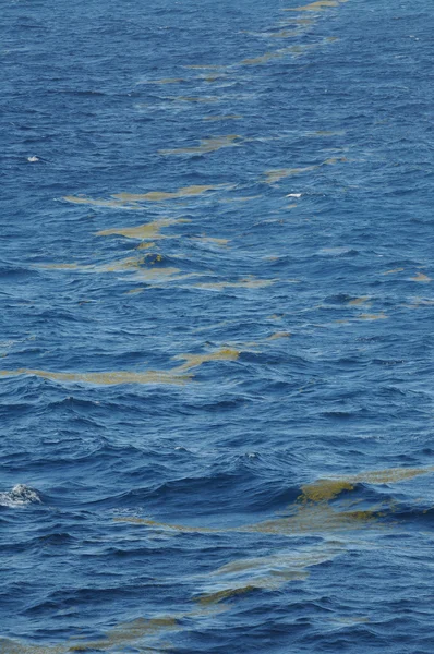 Linha de ervas daninhas no oceano — Fotografia de Stock